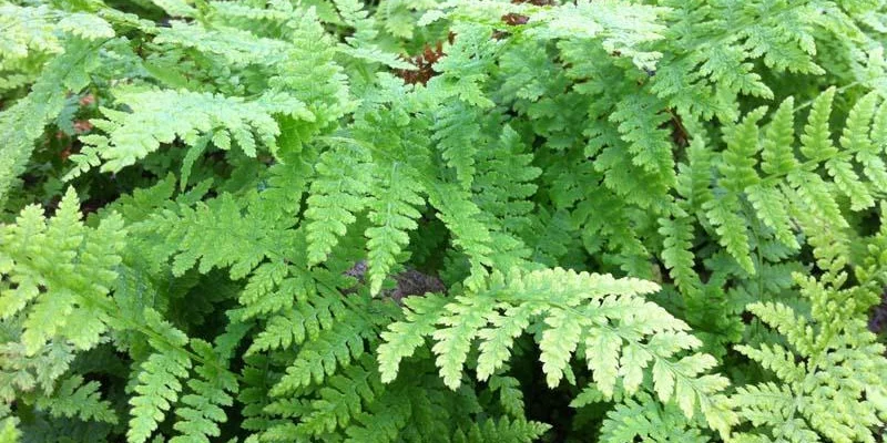 ATHYRIUM filix-femina - Fougère