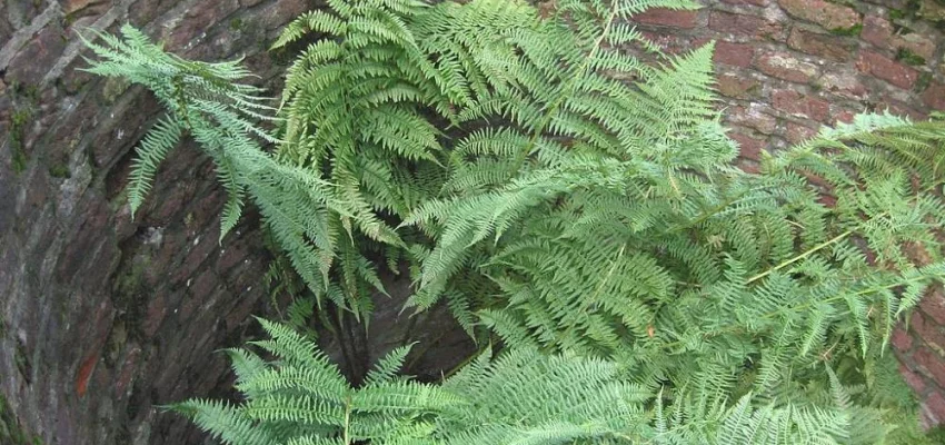 ATHYRIUM filix-femina - Fougère