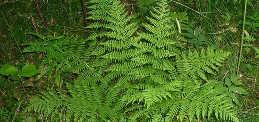 ATHYRIUM filix-femina - Fougère