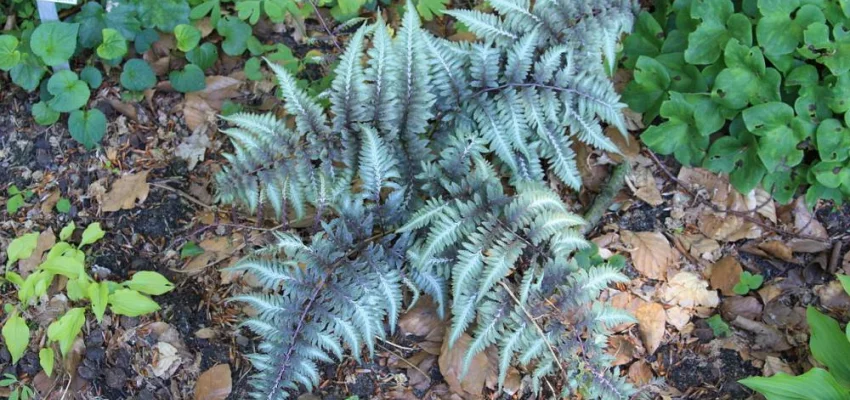 ATHYRIUM niponicum 'Metallicum' - Fougère