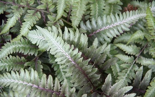 ATHYRIUM niponicum 'Metallicum' - Fougère