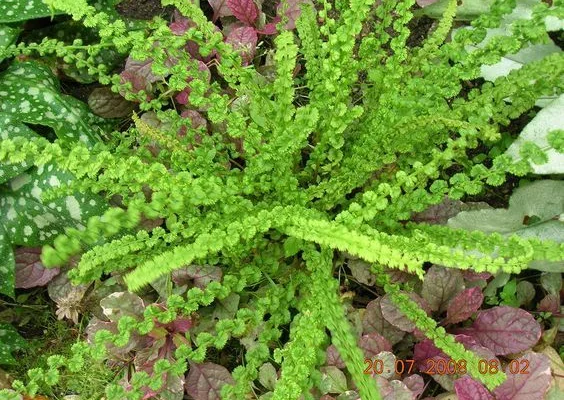 ATHYRIUM filix-femina 'Frizelliae' - Fougère