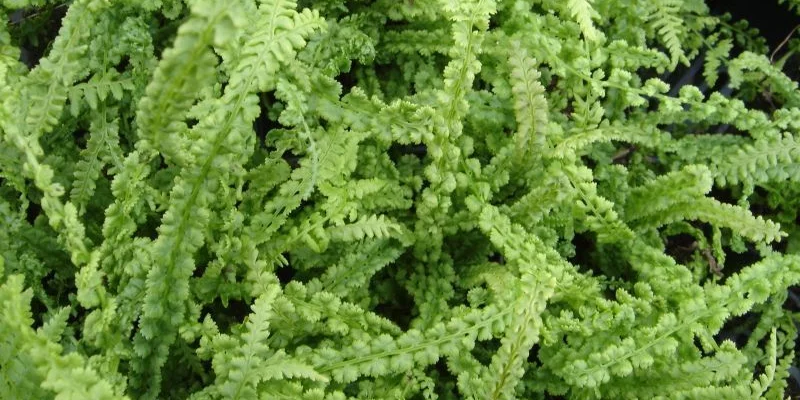 ATHYRIUM filix-femina 'Frizelliae' - Fougère