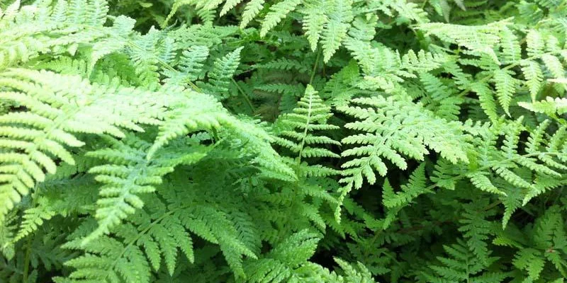 ATHYRIUM filix-femina 'Lady in Red' - Fougère