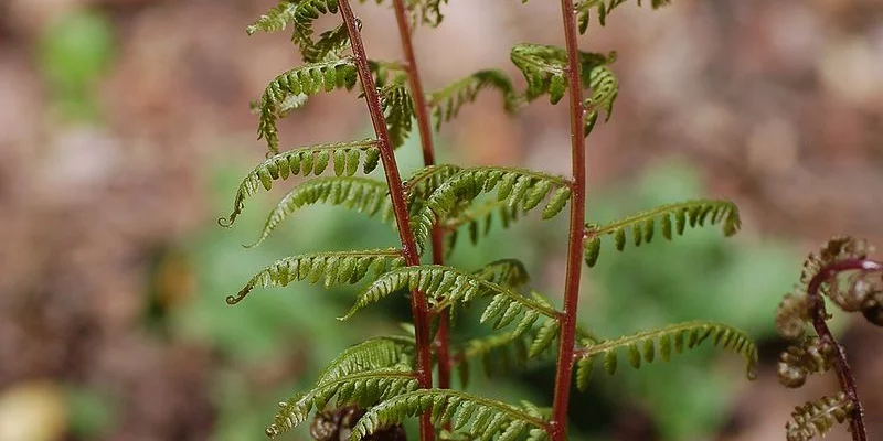 ATHYRIUM filix-femina 'Lady in Red' - Fougère