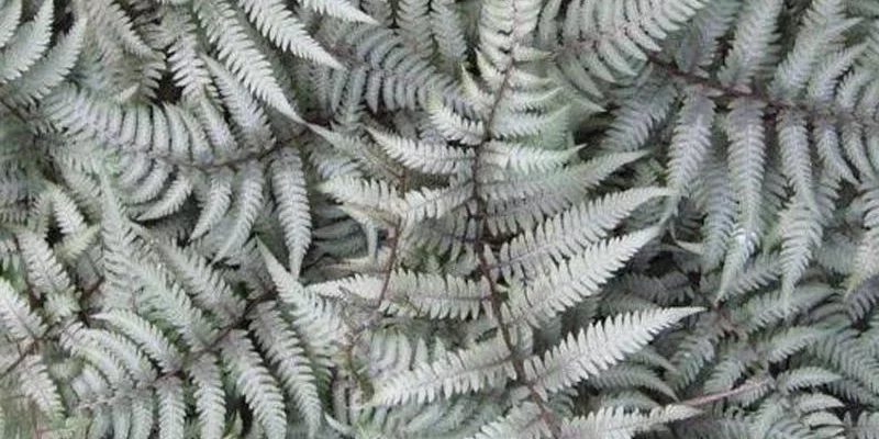 ATHYRIUM niponicum 'Burgundy Lace' - Fougère