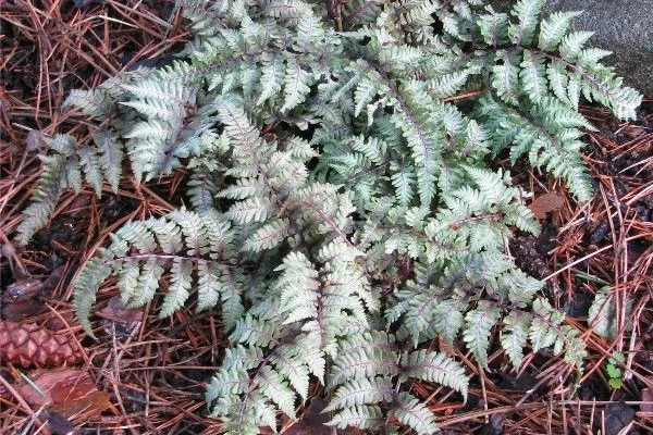 ATHYRIUM niponicum 'Burgundy Lace' - Fougère