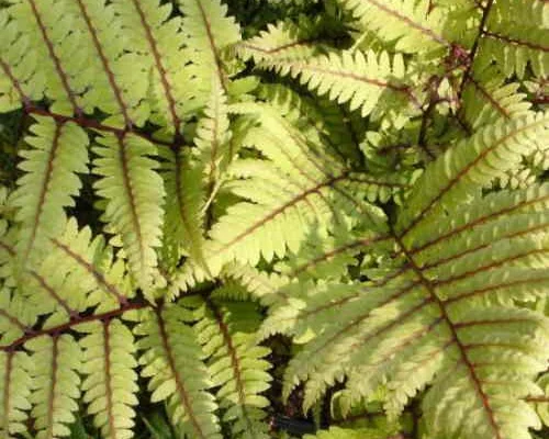 ATHYRIUM otophorum 'Okanum' - Fougère
