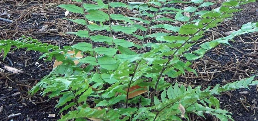 CYRTOMIUM fortunei - Fougère Aspidie