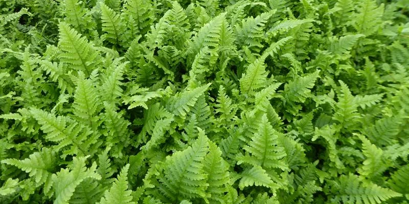 DRYOPTERIS affinis 'Cristata The King' - Fougère