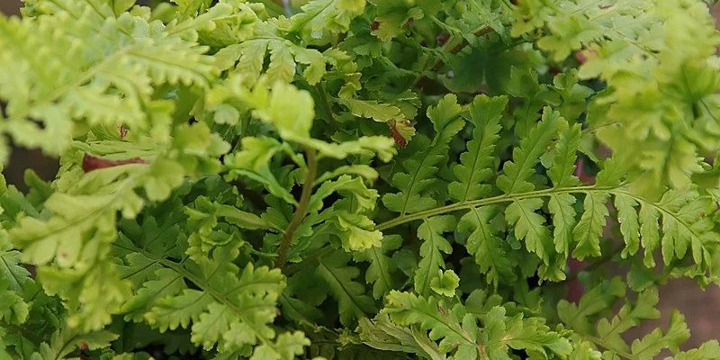 DRYOPTERIS affinis 'Cristata The King' - Fougère