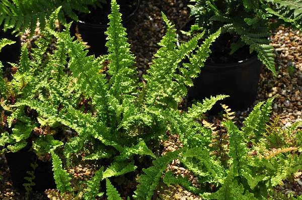 DRYOPTERIS affinis 'Pinderi' - Fougère