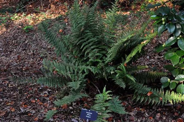 DRYOPTERIS affinis 'Pinderi' - Fougère