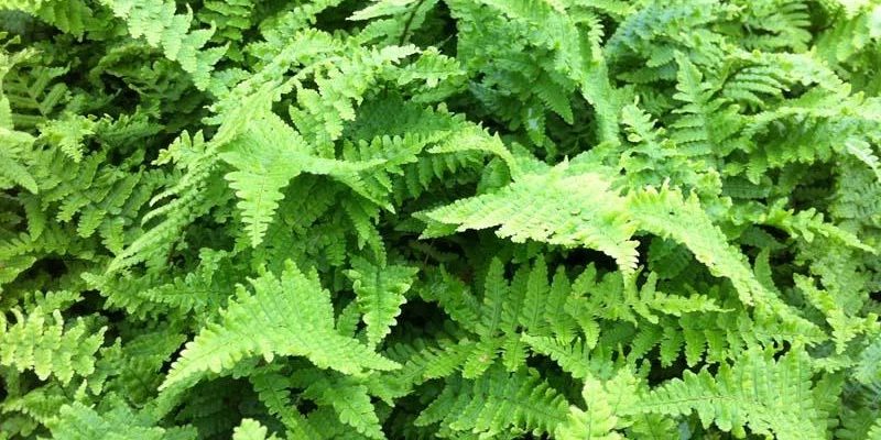 DRYOPTERIS affinis 'Crispa' - Fougère