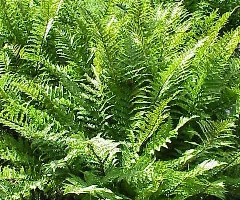 DRYOPTERIS affinis 'Crispa' - Fougère