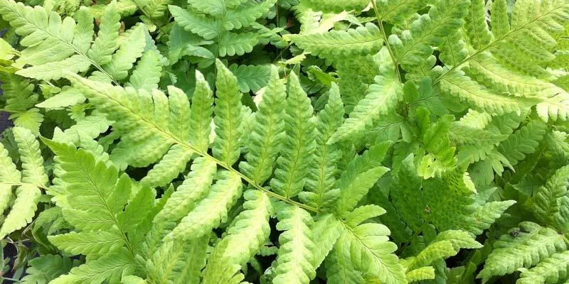 DRYOPTERIS clintoniana - Fougère