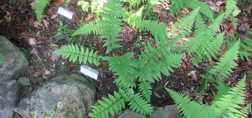 DRYOPTERIS clintoniana - Fougère