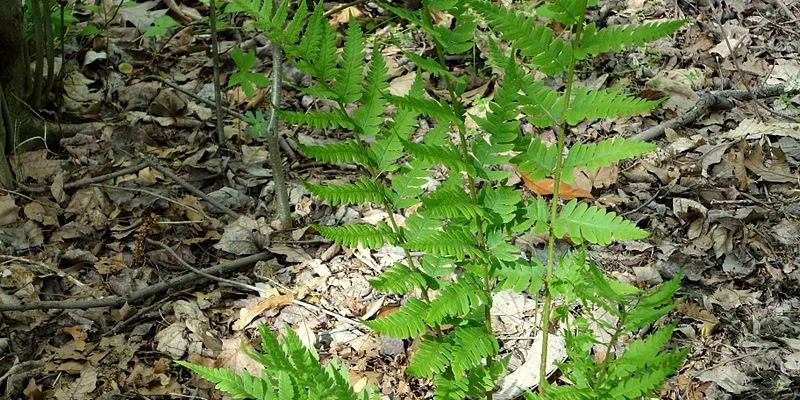 DRYOPTERIS clintoniana - Fougère