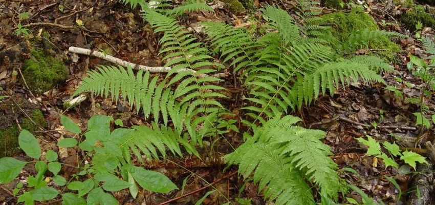 DRYOPTERIS clintoniana - Fougère