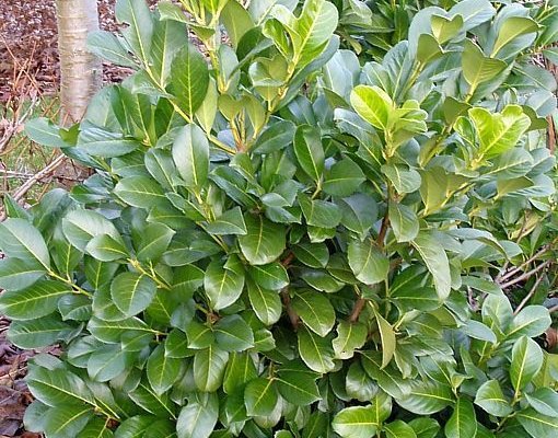 PRUNUS laurocerasus 'Etna'® - Laurier Cerise à haie, Plantes de haie