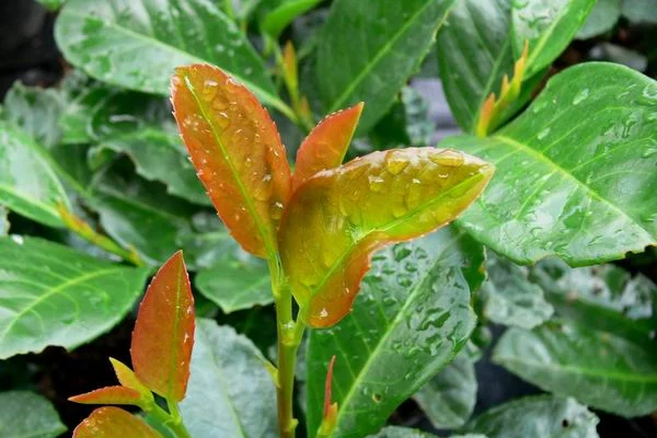 PRUNUS laurocerasus 'Etna'® - Laurier Cerise à haie, Plantes de haie