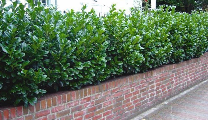 PRUNUS laurocerasus 'Etna'® - Plantes de haie, Laurier Cerise , haie de laurier