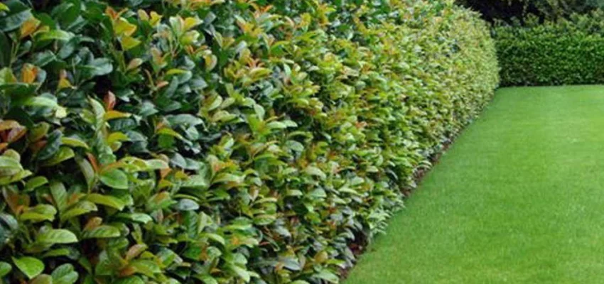 PRUNUS laurocerasus 'Etna'® - Plantes de haie, Laurier Cerise , haie de laurier