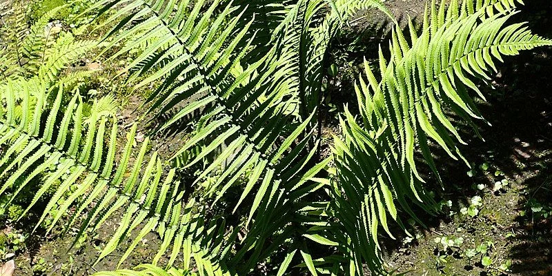 DRYOPTERIS atrata - fougère