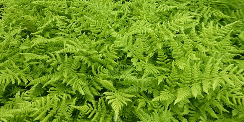 DRYOPTERIS dilatata - Fougère