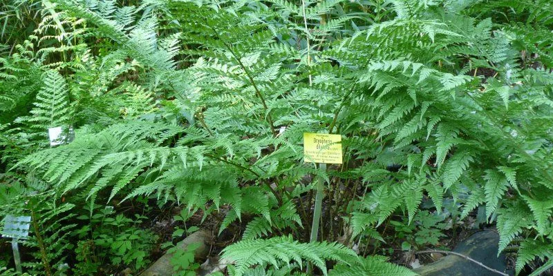 DRYOPTERIS dilatata - Fougère