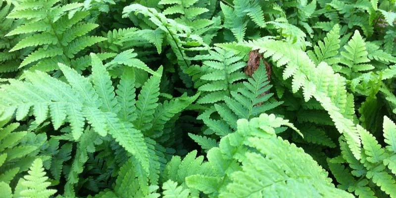 DRYOPTERIS filix-mas - Fougère