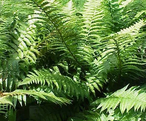 DRYOPTERIS filix-mas - Fougère