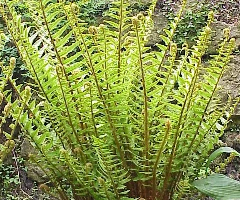 DRYOPTERIS filix-mas - Fougère