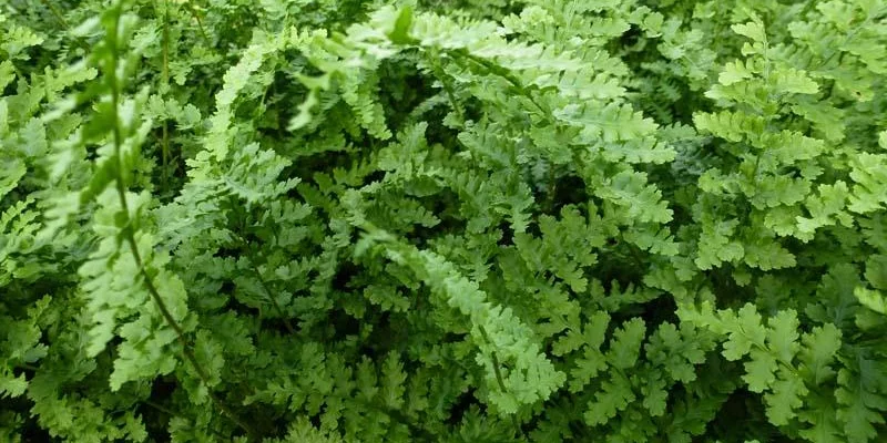 DRYOPTERIS filix-mas 'Barnesii' - Fougère