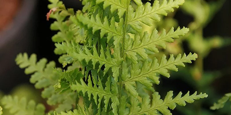 DRYOPTERIS filix-mas 'Barnesii' - Fougère