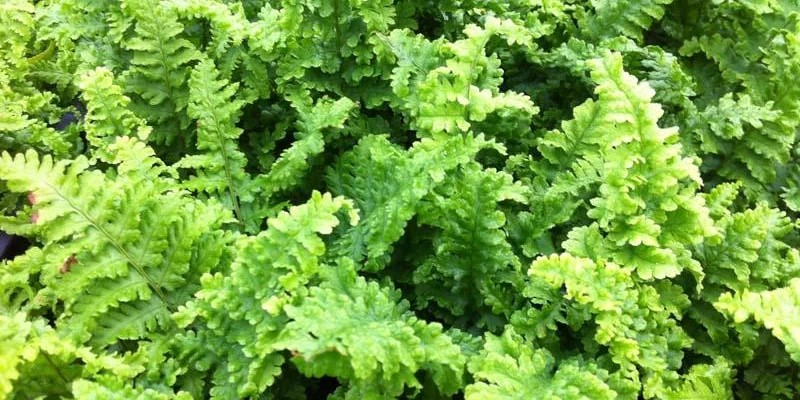 DRYOPTERIS filix-mas 'Crispa' - Fougère