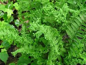 DRYOPTERIS filix-mas 'Crispa' - Fougère