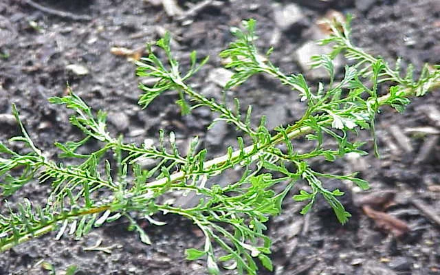 DRYOPTERIS filix-mas 'Linearis Polydactyla' - Fougère