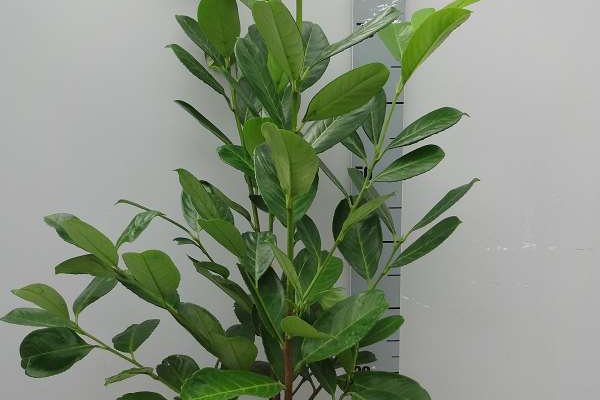 PRUNUS laurocerasus 'Rotundifolia' - Plantes de haie, Laurier, haie de laurier