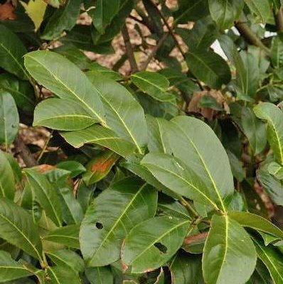 PRUNUS laurocerasus 'Rotundifolia' - Plantes de haie, Laurier, haie de laurier