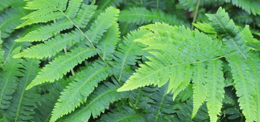 DRYOPTERIS goldiana - Fougère