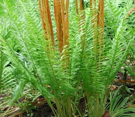 OSMUNDA claytoniana - Fougère