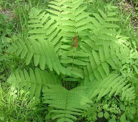 OSMUNDA claytoniana - Fougère