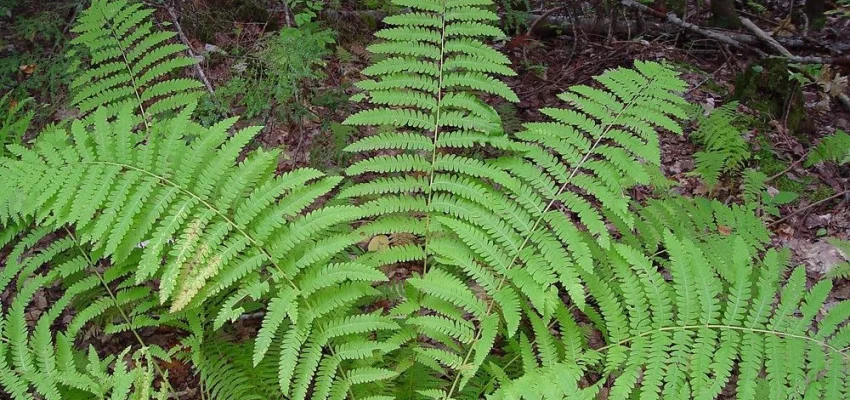 OSMUNDA claytoniana - Fougère