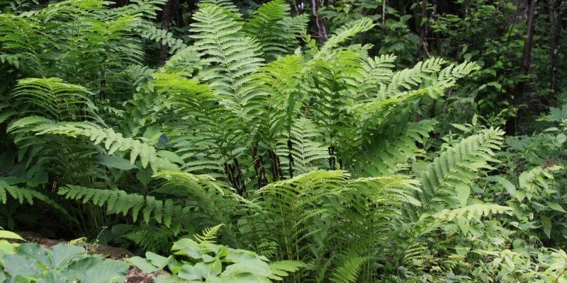 OSMUNDA claytoniana - Fougère