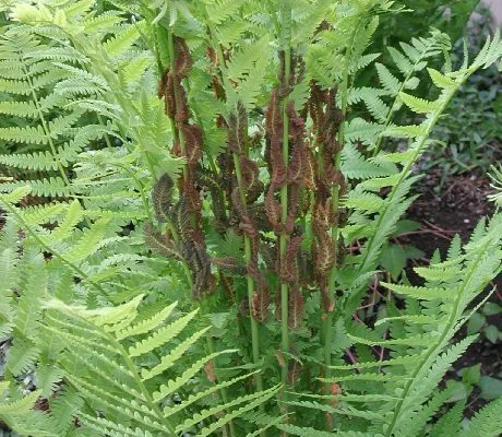 OSMUNDA claytoniana - Fougère