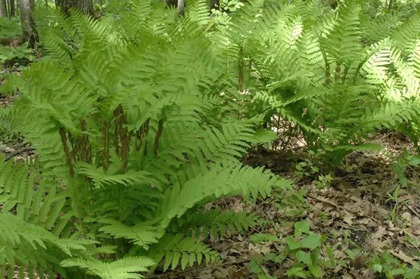 OSMUNDA claytoniana - Fougère