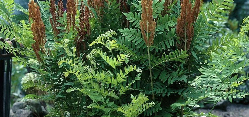 OSMUNDA regalis 'Purpurascens'