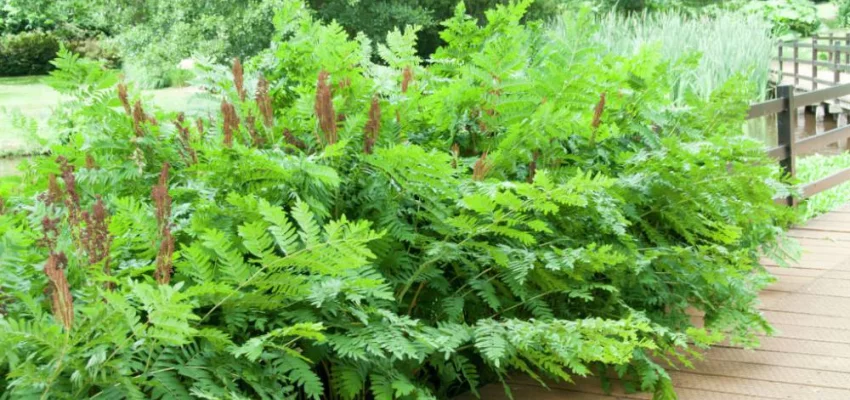 OSMUNDA regalis 'Purpurascens'