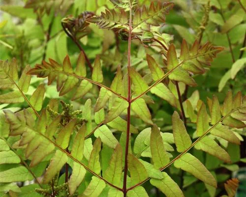 OSMUNDA regalis 'Purpurascens'